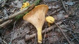 Cantharellus spectaculus image