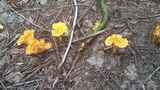 Cantharellus spectaculus image