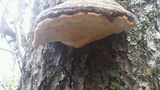 Fomitopsis ochracea image