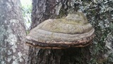 Fomitopsis ochracea image
