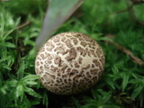 Scleroderma verrucosum image