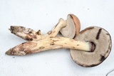 Tylopilus sordidus image