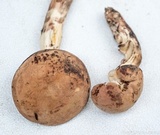 Tylopilus sordidus image