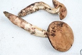 Tylopilus sordidus image