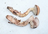 Tylopilus sordidus image