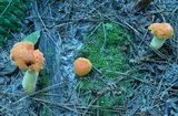 Tylopilus balloui image