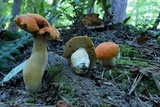 Gyroporus ballouii image