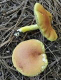 Pulveroboletus ravenelii image