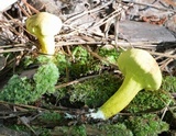 Pulveroboletus ravenelii image