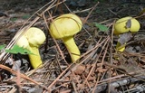 Pulveroboletus ravenelii image
