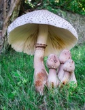 Leucoagaricus americanus image