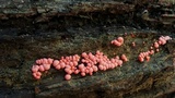 Lycogala epidendrum image