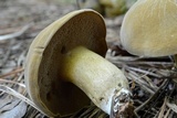 Boletus durhamensis image