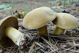 Boletus durhamensis image
