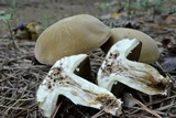 Boletus durhamensis image