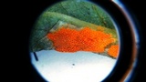 Allodus podophylli image