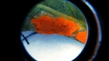 Allodus podophylli image