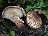 Echinoderma asperum image