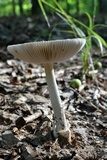 Amanita sect. Vaginatae image