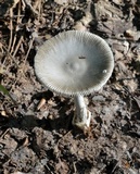 Amanita sect. Vaginatae image