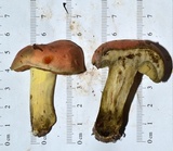 Boletus subluridellus image