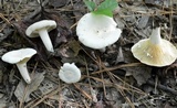Lactarius subvellereus image