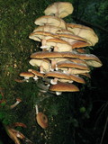 Armillaria solidipes image