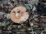 Russula compacta image