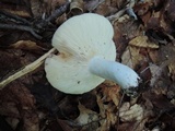 Russula compacta image