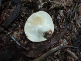 Russula compacta image