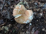 Russula compacta image