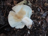 Russula compacta image