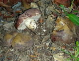 Tylopilus humilis image