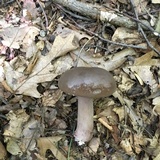 Tylopilus plumbeoviolaceus image