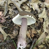 Tylopilus plumbeoviolaceus image