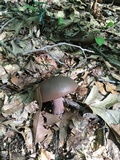 Tylopilus plumbeoviolaceus image