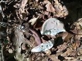 Tylopilus plumbeoviolaceus image