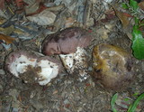 Tylopilus humilis image
