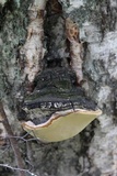 Phellinus igniarius image