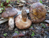 Tylopilus humilis image