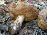 Tylopilus humilis image