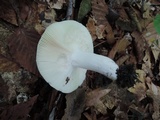 Russula heterophylla image
