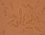 Tylopilus humilis image