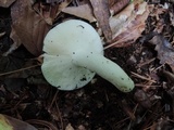 Russula modesta image