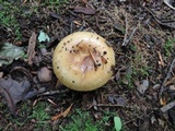 Russula pectinatoides image