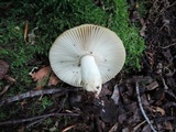 Russula pectinatoides image