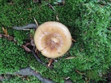 Russula pectinatoides image