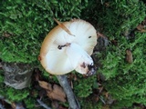 Russula pectinatoides image