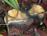 Spinellus fusiger image