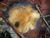 Spinellus fusiger image